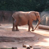 Zoo Atlanta elephant, Атланта