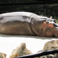 Hippotamus napping, Аттапулгус
