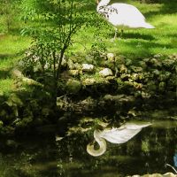 Preening swan, Аттапулгус