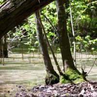 Hidden swamp, Вилмингтон-Айленд