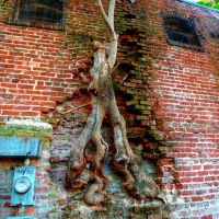 This tree appears to be slowly devouring an old brick building in Atlantas Grant Park neighborhood.  HDR, Грешам Парк