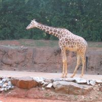 Giraffe, Грешам Парк