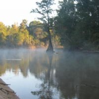 Ocmulgee Cypress in the Morning Mist, Друид Хиллс