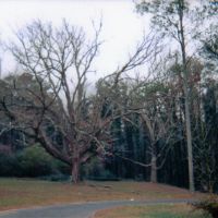 Haunted Tree, Atlanta GA, Ист-Пойнт