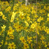 Stone Mountain Park Confederate Yellow Daisies, Лукоут Моунтаин