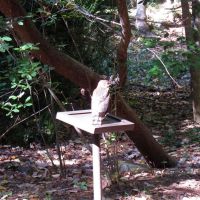 Stone Mountain Park Hawk on Nature Garden Trail, Лукоут Моунтаин