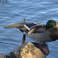 Youre a Quack! (Mallard - Anas platyrhynchos), Огаста