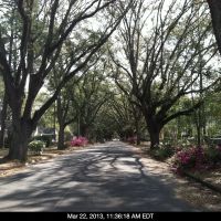 Tree Lined Rosedale Road, Albany, GA, Олбани