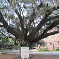 an ancient Oak Tree, Savannah, Georgia, Саванна
