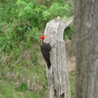 Pileated Woodpecker by Little Tennessee River © All Rights Reserved, Франклин