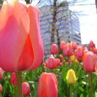 Courthouse Tulips in the Sun, Чарльстон