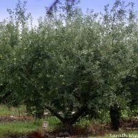 Curtis Orchard,Apple trees. Champaign IL, USA, Бондвилл