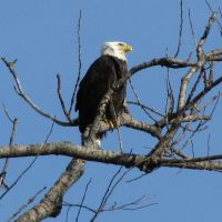Bald Eagle with His Eyes to the Sky, Вуд Ривер