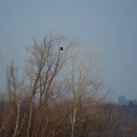 This large eagle watches from a very high perch., Вуд Ривер