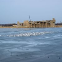 Hundreds of gulls gather near the Melvin Price Locks and Dam on the icy Alton Slough, Вуд Ривер