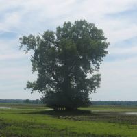 Lonely Tree, Вуд Ривер