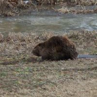 Illinois beaver, Зейглер