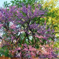 Skokie - Colors of Spring, Мортон Гров