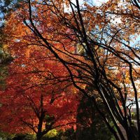 Colors or Autumn - The red in Morton Grove, Мортон Гров