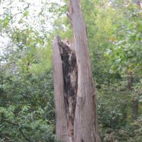 Forest Preserve in Morton Grove, Il, Broken Tree becomes Playground for 2 squirrels  (Top Left!), Мортон Гров