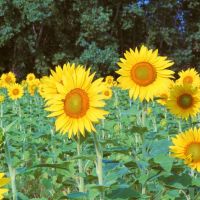 Sunflower Field, Норт Парк