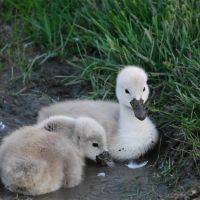 Swan chicks playing in mud, Нортбрук