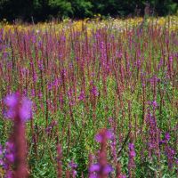 Purple-stained fields, Нортбрук