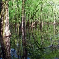 Flooded Forest Panoramio, Нортбрук