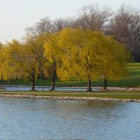 tree on lake, Парк-Сити