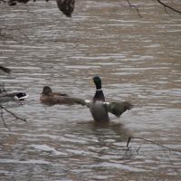 Ducks on Des Plains, Риверсид