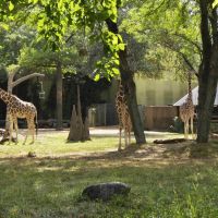 Brookfield Zoo Habitat Africa!, GLCT, Риверсид