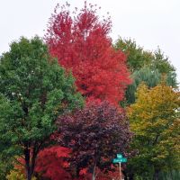 Colors of Autumn - Morton Grove, Скоки