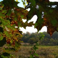 Northern Red Oak, Fall 07, Стандард