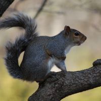 Squirrel in Tree at Crystal Lake Park - Urbana, Illinois, Урбана
