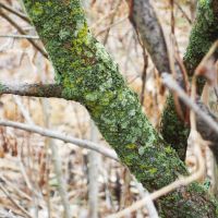 Lichen Growing on Lilac Bush, Андерсон