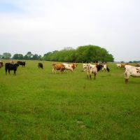 Cattle grazing cool season grasses at Midewin National Tallgrass Prairie, Брук