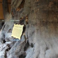 Giant Sycamore Stump, GLCT, Кокомо