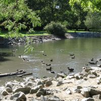 Ducks at the Highland Park, Кокомо