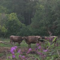 Cows at Traders Point, Кумберланд