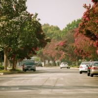 Sycamore Drive, Альгамбра