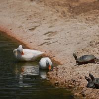Ducks and Turtles, Альгамбра