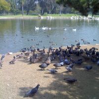 水里鸭子，岸上鸽子。, Альгамбра