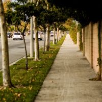 City Sidewalk and Trees, Апленд