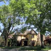 Lovely Camphor trees tower over beautiful homes in Sierra Oaks, near Bancroft Way and White Oak Ct, Sacramento, Арден