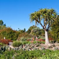 Madagascar Spiny Forest - LA County Arboretum, Аркадиа