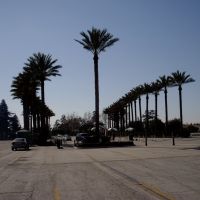 Palm Trees - Santa Anita Park, Arcadia, CA,USA, Аркадиа
