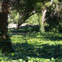 The Arboretum of Los Angeles County, California, Аркадиа
