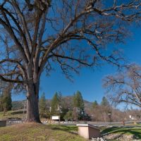 One of many Oak Trees in Oakhurst, 3/2011, Артесия