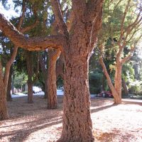 Tree Grove on Bellevue, Барлингейм