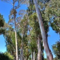 Eucalyptus St., Hillsborough, CA, Барлингейм